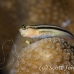 blenny_striped_res_kb_h_0506_png1188.jpg